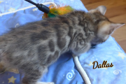 2019-08-15 Dallas, chat bengal de 6 semaines (3)