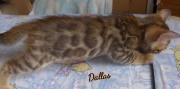 2019-08-15 Dallas, chat bengal de 6 semaines (5)