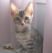 2019-09-10 Dallas, chat bengal de 11 semaines (1)