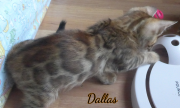 2019-09-10 Dallas, chat bengal de 11 semaines (3)