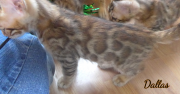 2019-09-10 Dallas, chat bengal de 11 semaines (4)