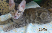 2019-09-29 Dallas, chat bengal de 12 semaines (3)