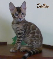 2019-09-29 Dallas, chat bengal de 12 semaines (5)