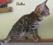 2019-11-24 Dallas, chat bengal de 5 mois (2)