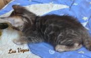 2019-08-15 Las Vegas, chat bengal de 6 semaines (1)