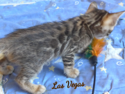 2019-08-15 Las Vegas, chat bengal de 6 semaines (3)