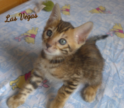 2019-08-15 Las Vegas, chat bengal de 6 semaines (4)