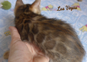 2019-08-15 Las Vegas, chat bengal de 6 semaines (5)