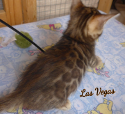 2019-08-15 Las Vegas, chat bengal de 6 semaines (6)