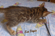 2019-08-15 Las Vegas, chat bengal de 6 semaines (9)