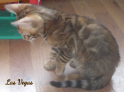 2019-09-10 Las Vegas, chat bengal de 11 semaines (1)P