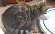 2019-09-10 Las Vegas, chat bengal de 11 semaines (3)