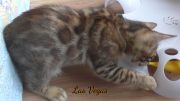 2019-09-10 Las Vegas, chat bengal de 11 semaines (5)