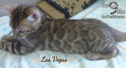 2019-09-29 Las Vegas, chat bengal de 12 semaines (3)