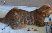 2019-10-10 Las Vegas, chat bengal de 3 mois (3)