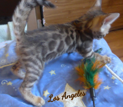 2019-08-15 Los Angeles, chat bengal de 6 semaines (1)