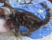 2019-08-15 Los Angeles, chat bengal de 6 semaines (2)