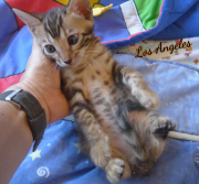 2019-08-15 Los Angeles, chat bengal de 6 semaines (3)