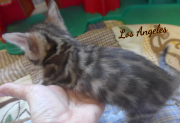 2019-08-15 Los Angeles, chat bengal de 6 semaines (5)