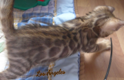 2019-08-19 Los Angeles, chat bengal de 6 semaines (1)