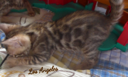 2019-08-19 Los Angeles, chat bengal de 6 semaines (5)