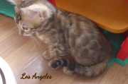 2019-09-10 Los Angeles, chat bengal de 11 semaines (2)P