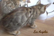 2019-09-10 Los Angeles, chat bengal de 11 semaines (3)