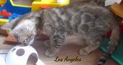 2019-09-10 Los Angeles, chat bengal de 11 semaines (4)