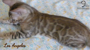 2019-09-29 Los Angeles, chat bengal de 12 semaines (2)