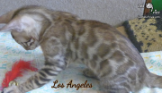 2019-09-29 Los Angeles, chat bengal de 12 semaines (4)