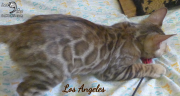 2019-09-29 Los Angeles, chat bengal de 12 semaines (5)