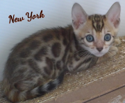 2019-08-15 New-York, chat bengal de 6 semaines