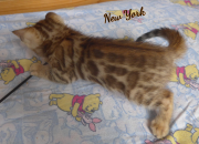 2019-08-19 New-York, chat bengal de 6 semaines (2)