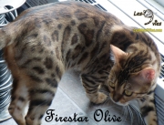 Olive site web (6)