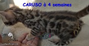 2016-03-16 Caruso (11)