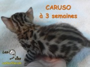 Chat-bengal-CARUSO 2016-03-11 (2)