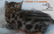 Chat-bengal-CARUSO 2016-03-11 (5)
