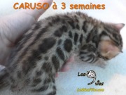Chat-bengal-CARUSO 2016-03-11 (6)