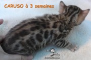 Chat-bengal-CARUSO 2016-03-11 (7)