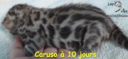 Chat-bengal-Caruso 2016-02-28 (2)