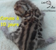 Chat-bengal-Caruso 2016-03-05 (1)