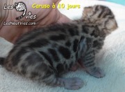Chat-bengal-Caruso 2016-03-05 (6)