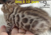 Chat-bengal-DIVA 2016-02-28 (2)