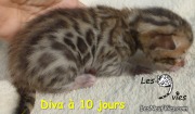 Chat-bengal-DIVA 2016-02-28 (3)