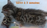 Chat-bengal-DIVA 2016-03-11 (6)