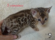 Chat-bengal-DIVA 2016-03-16 (3)