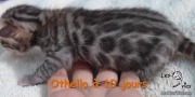 Chat-bengal-OTHELLO 2016-02-28 (1)