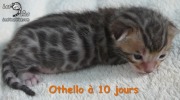 Chat-bengal-OTHELLO 2016-02-28 (4)