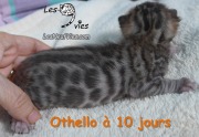 Chat-bengal-OTHELLO 2016-02-28 (5)