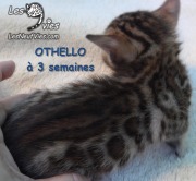 Chat-bengal-OTHELLO 2016-03-11 (2)